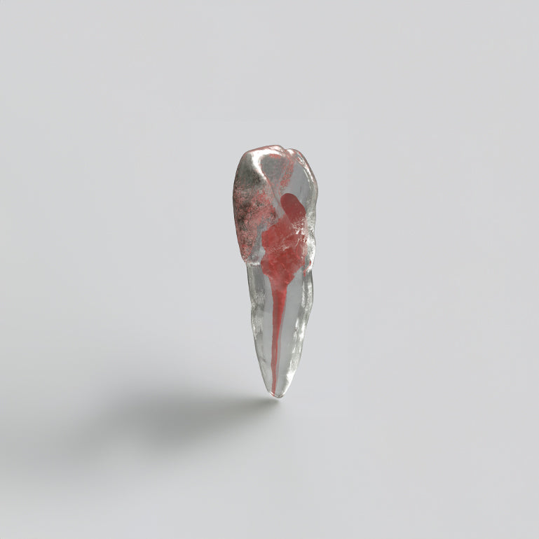 Modelo de dientes de resina en 3D para conducto radicular