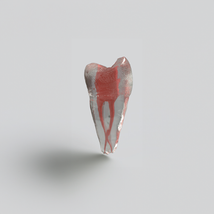Root Canal 3D Resin Teeth Model