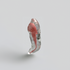 Root Canal 3D Resin Teeth Model