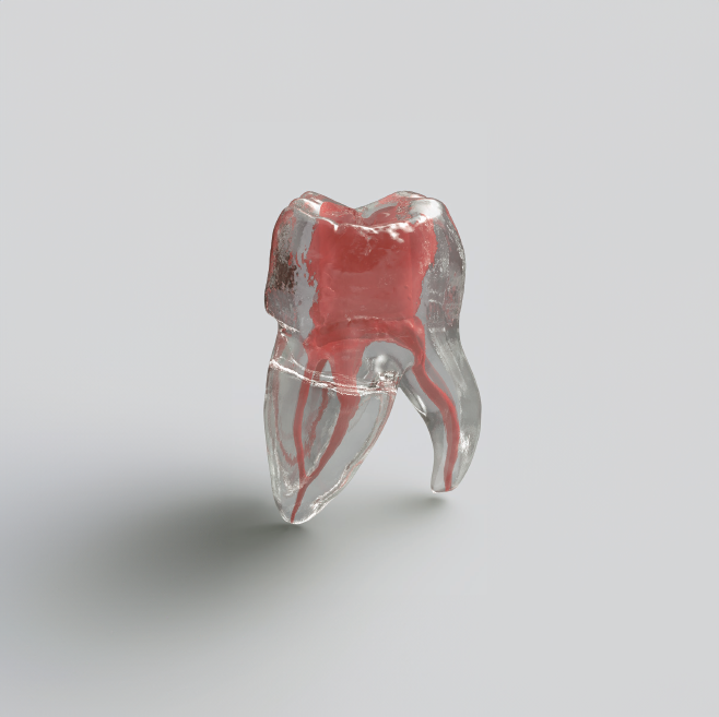 Modèle de dents en résine 3D avec canal radiculaire