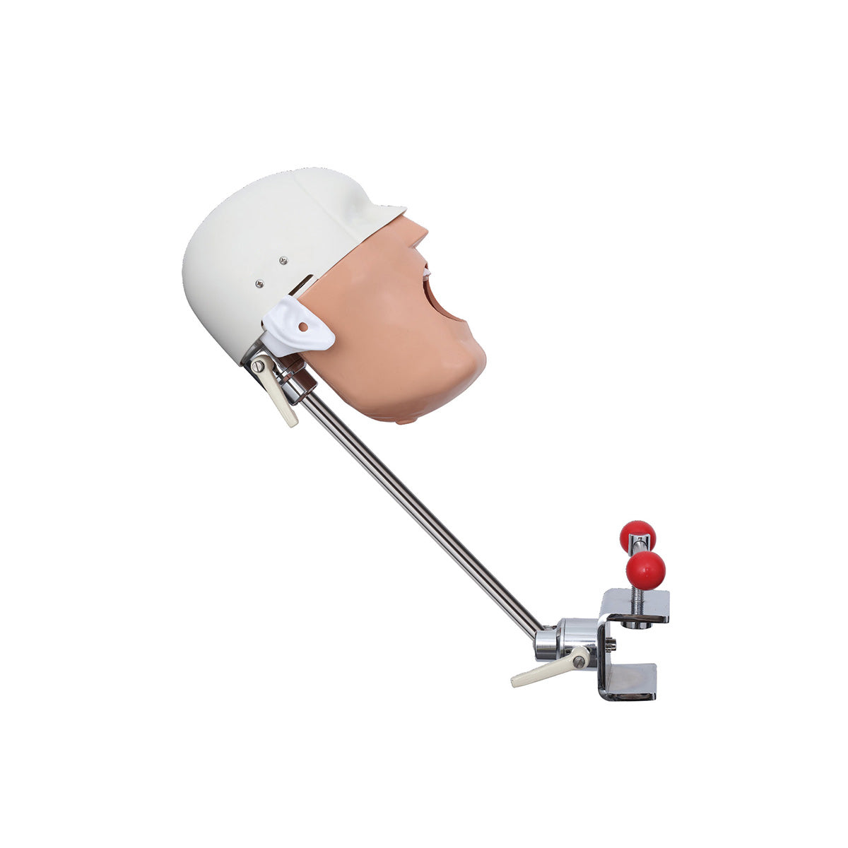 Dental Phantom Head - Clip On Table