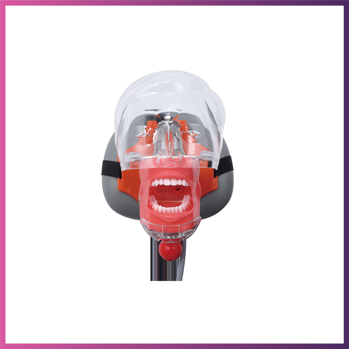 Dental Phantom Head – Transparent -FE Articulator
