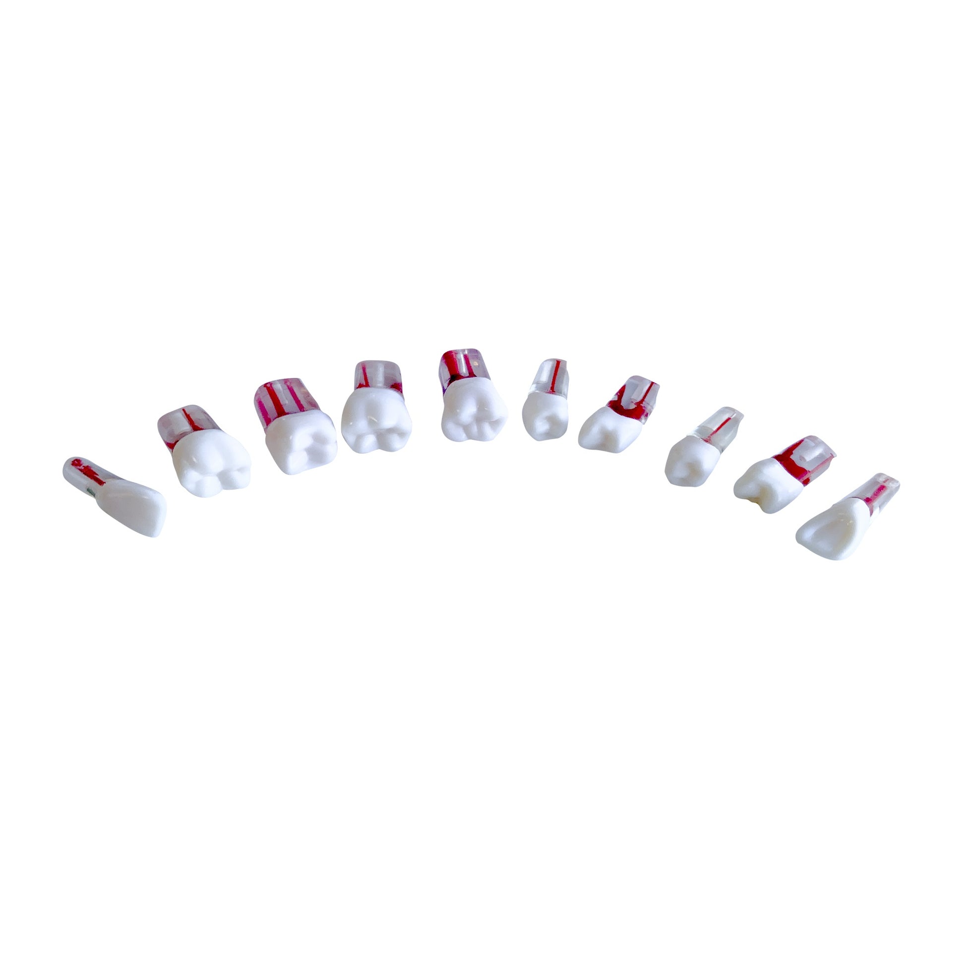 Kilgore Nissin Dental 200 Type 28 Teeth RCT (Endo Root Canal Practice ...