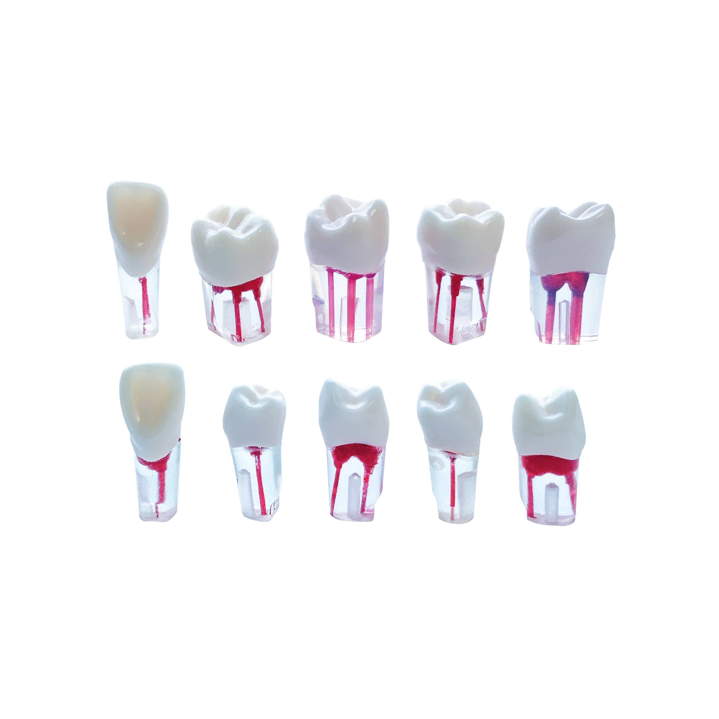 Kilgore Nissin Dental 200 Type 28 Teeth RCT (Endo Root Canal Practice ...