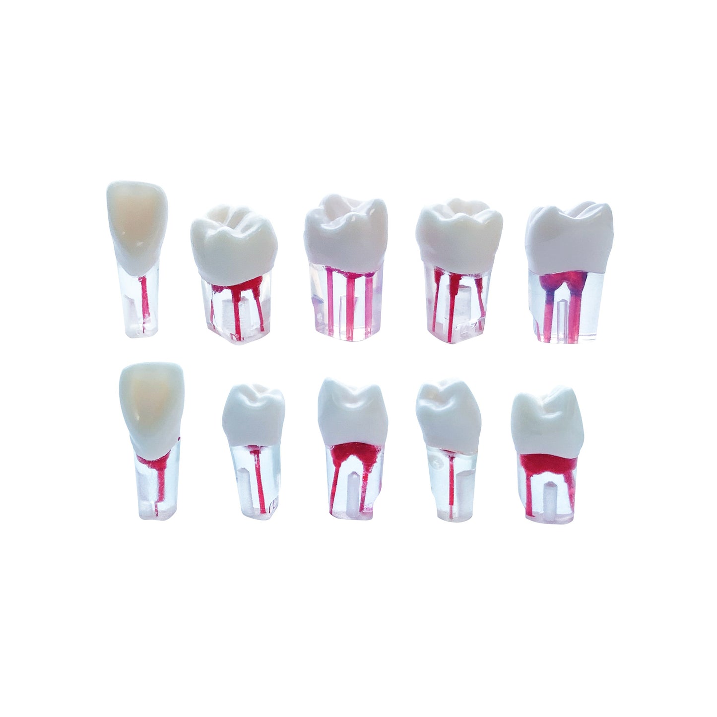 Kilgore Nissin Dental 200 Type 28 Teeth RCT (Endo Root Canal Practice Typodont Teeth Model)