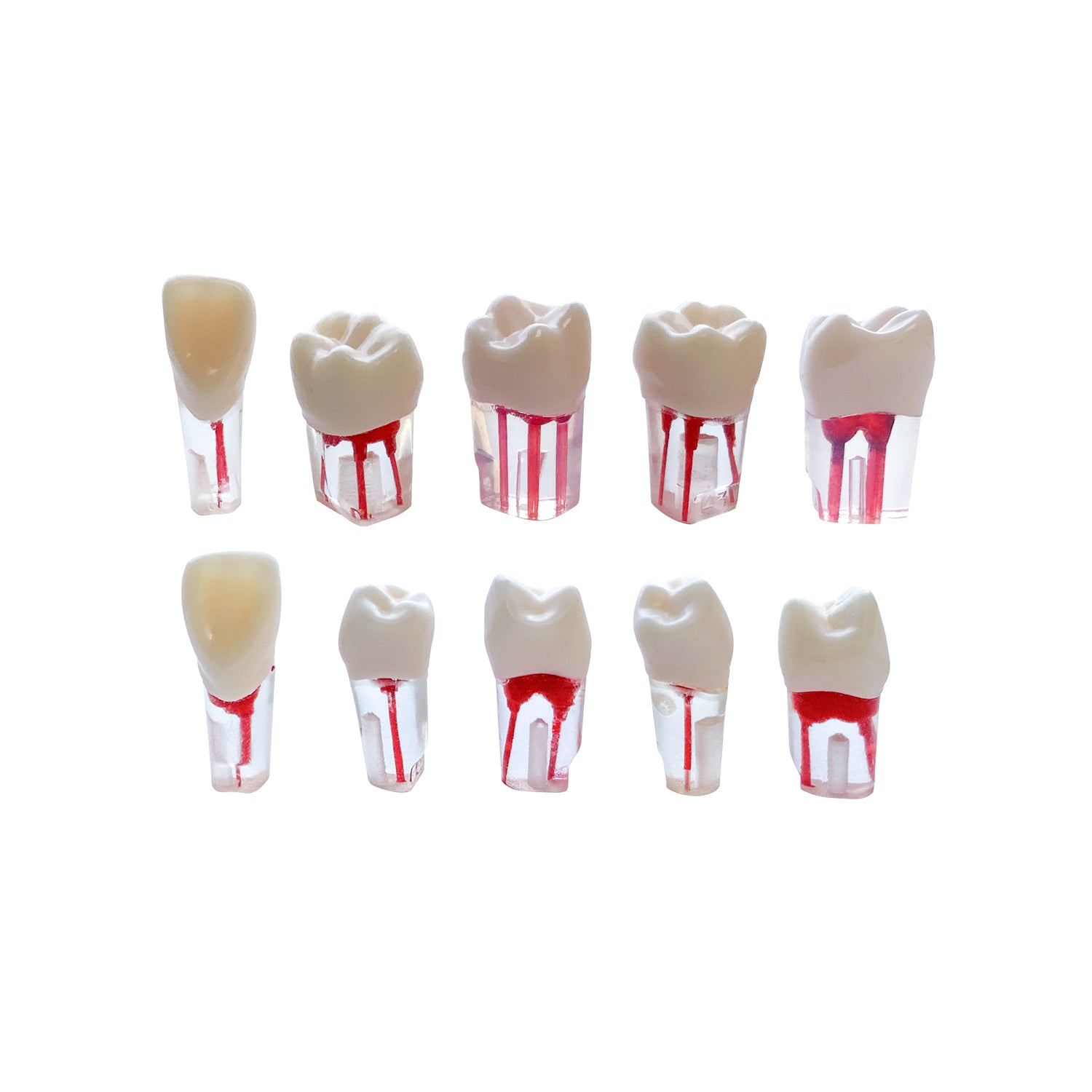 Kilgore Nissin Dental 200 Type 28 Dents RCT (Modèle de dents typodontes pour la pratique du traitement du canal radiculaire endoscopique)