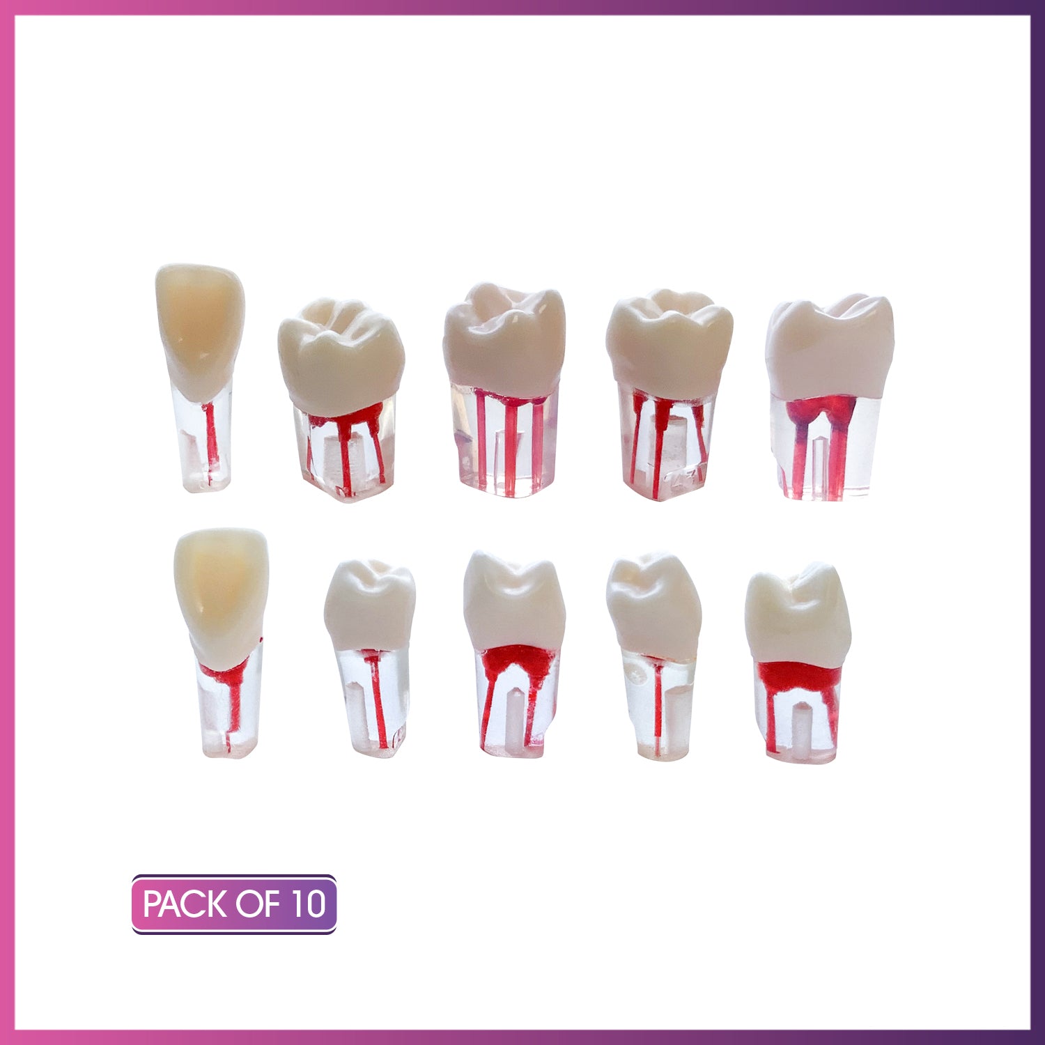 Modelo de dientes de tipodonto para práctica de endodoncia en endodoncia de Kilgore Nissin Dental 200 tipo 28