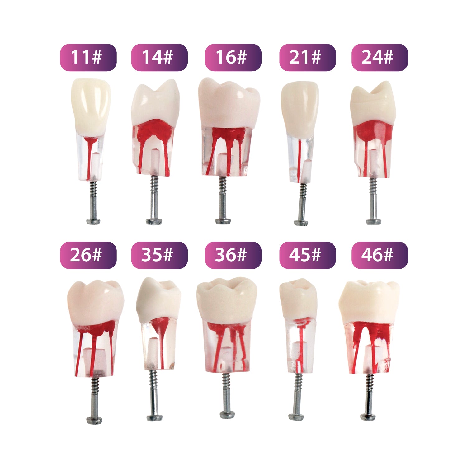 Kilgore Nissin Dental 200 Type (10 Pc Endo Root Canal Practice Typodont Teeth Model)