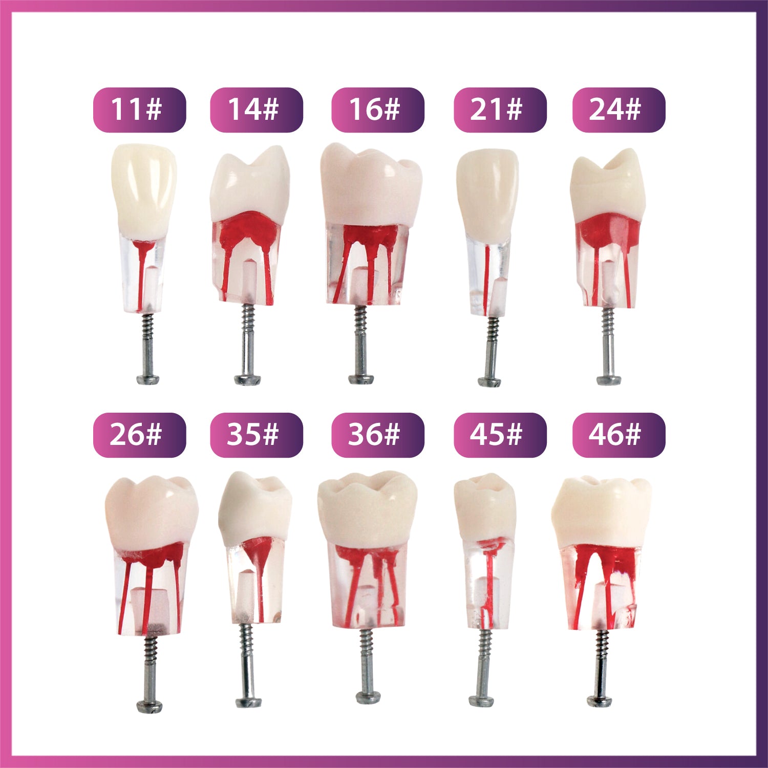 Kilgore Nissin Dental 200 Type 28 Dents RCT (Modèle de dents typodontes pour la pratique du traitement du canal radiculaire endoscopique)