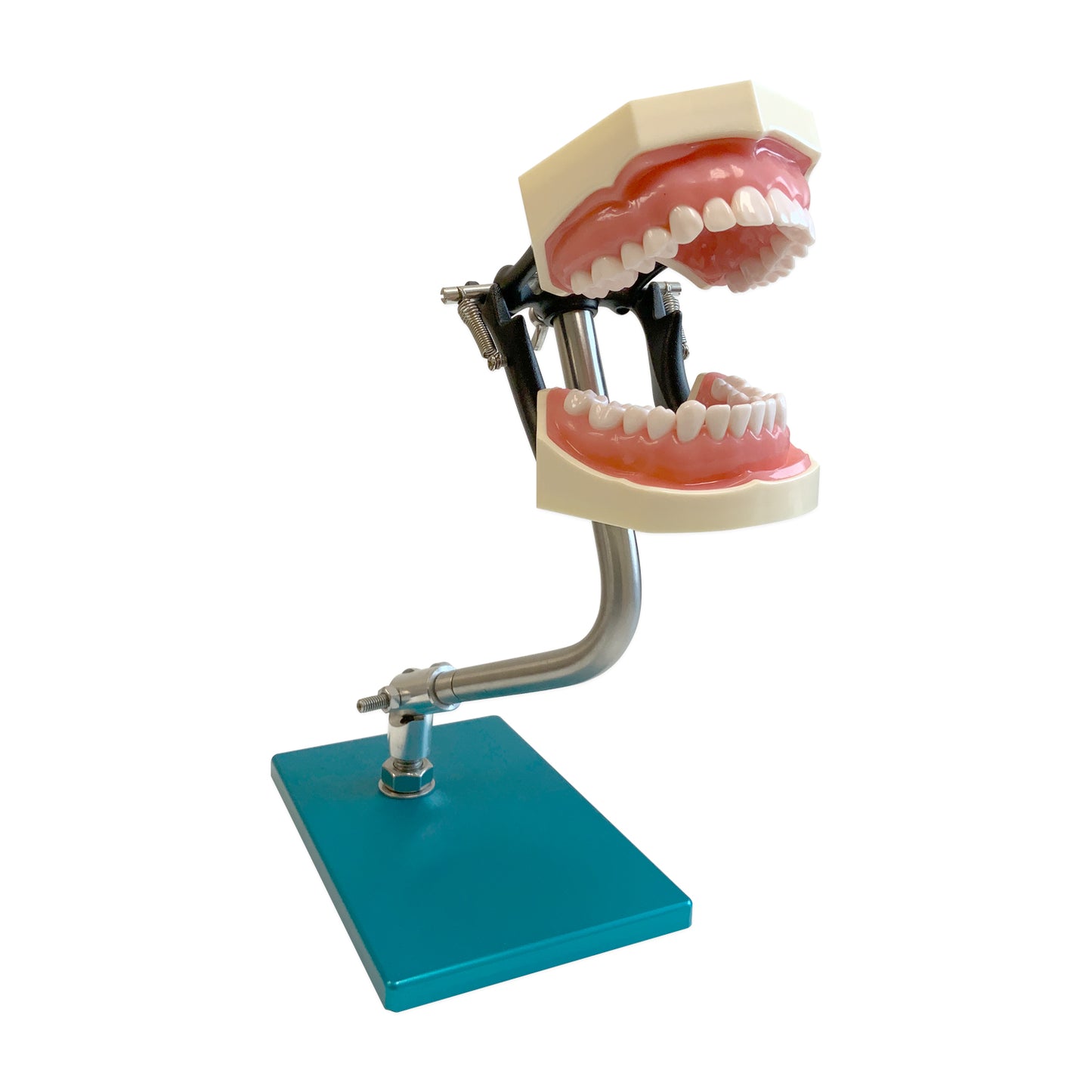 Standard Teeth Model (Metal Base) – SoniDent