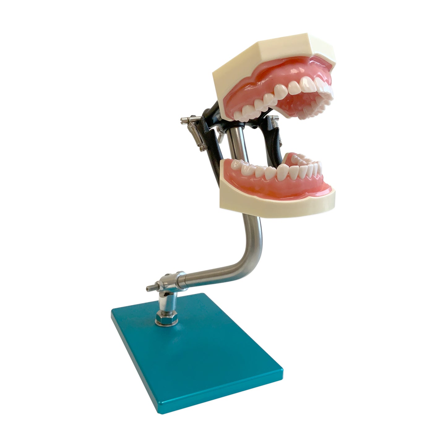 Standard Teeth Model (Metal Base)
