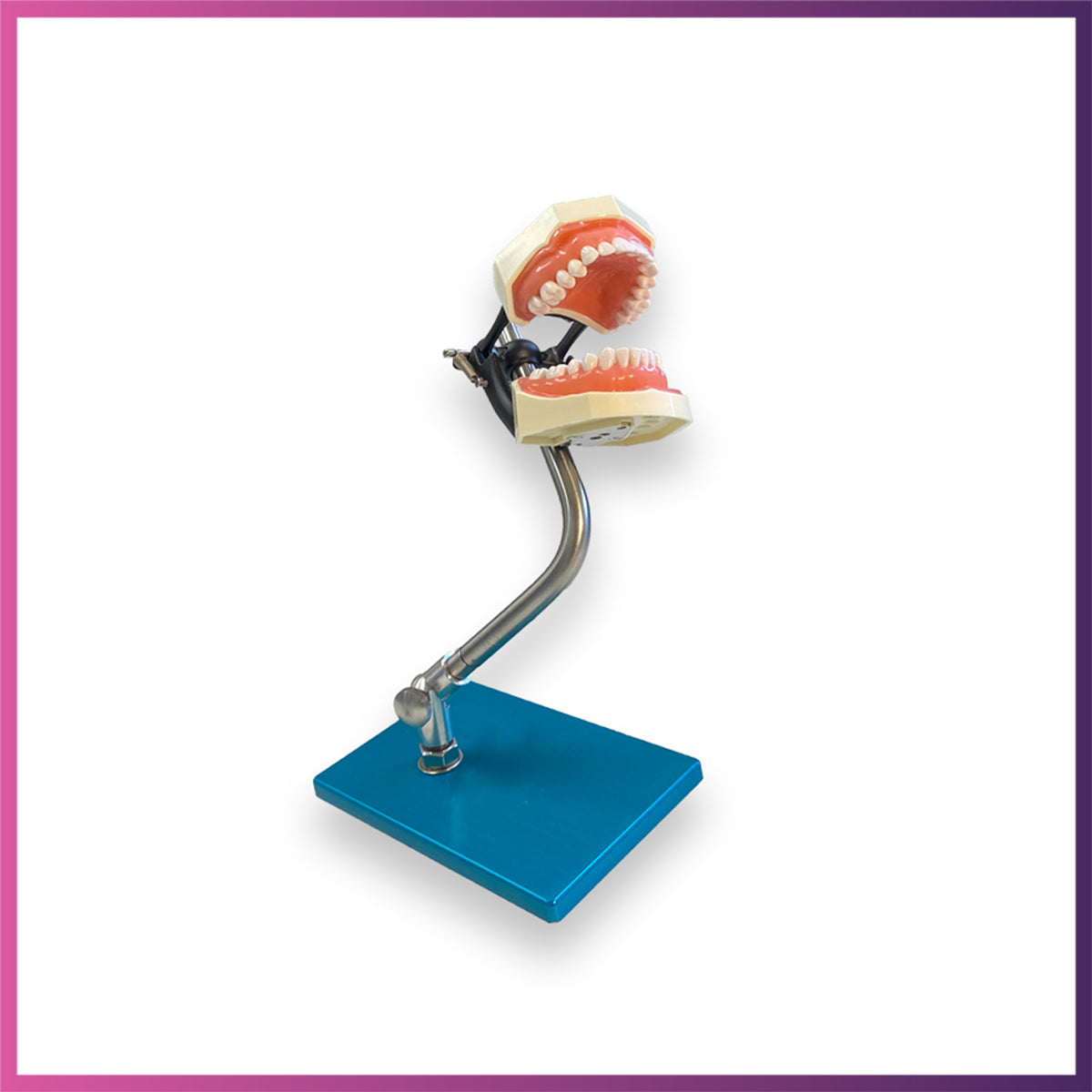 Standard Teeth Model (Metal Base)
