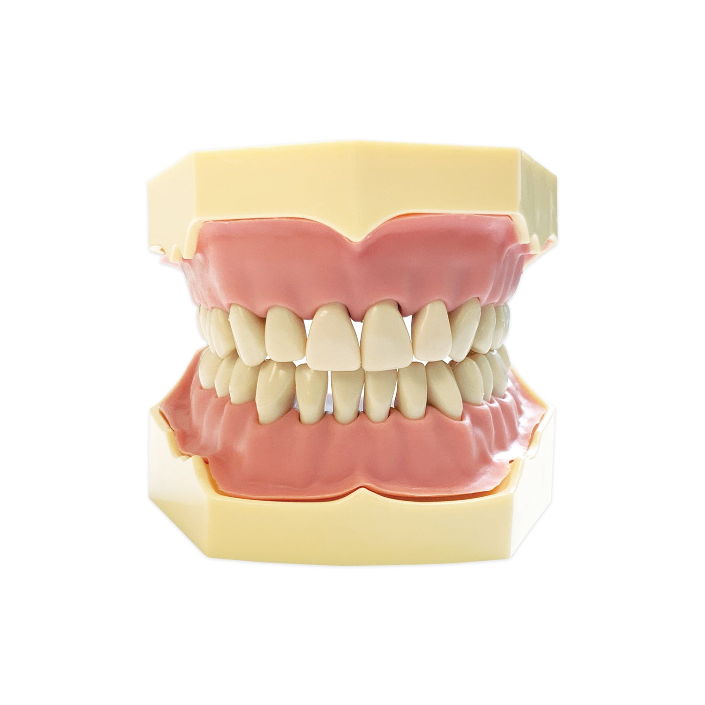 Standard Typodont 32 Teeth