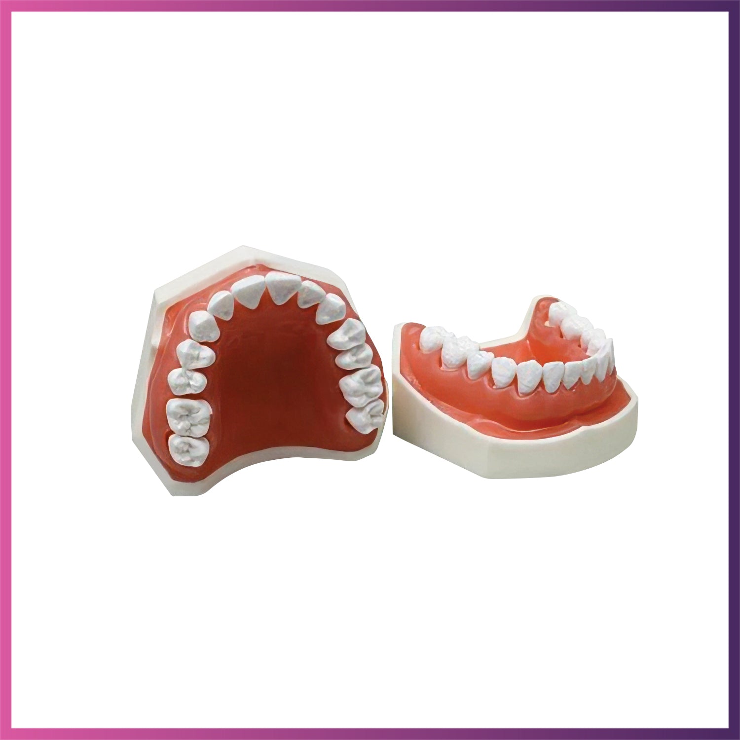 X Ray Model