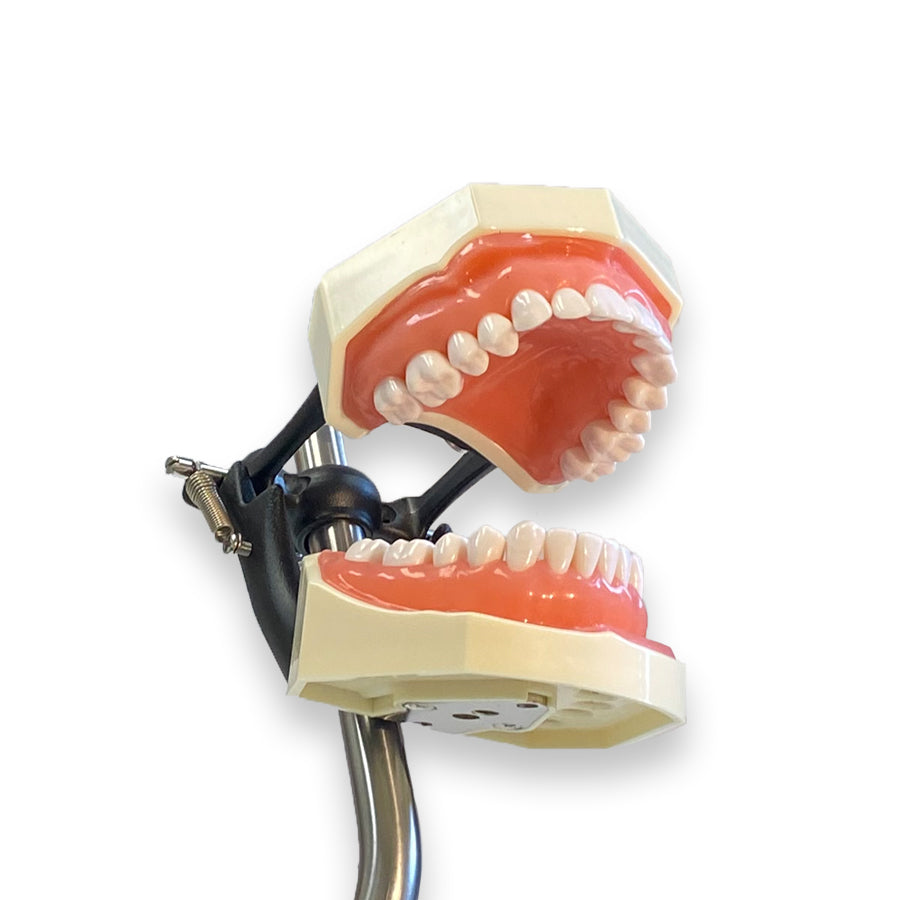 Standard Teeth Model (Metal Base)