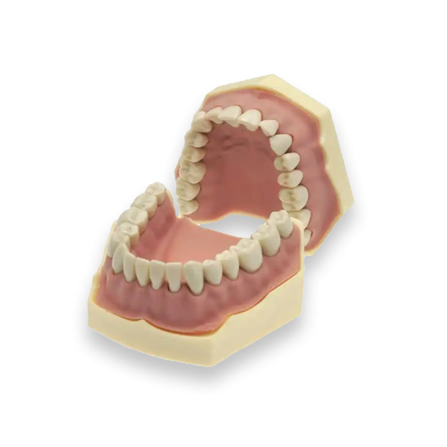 Standard Typodont 32 Teeth