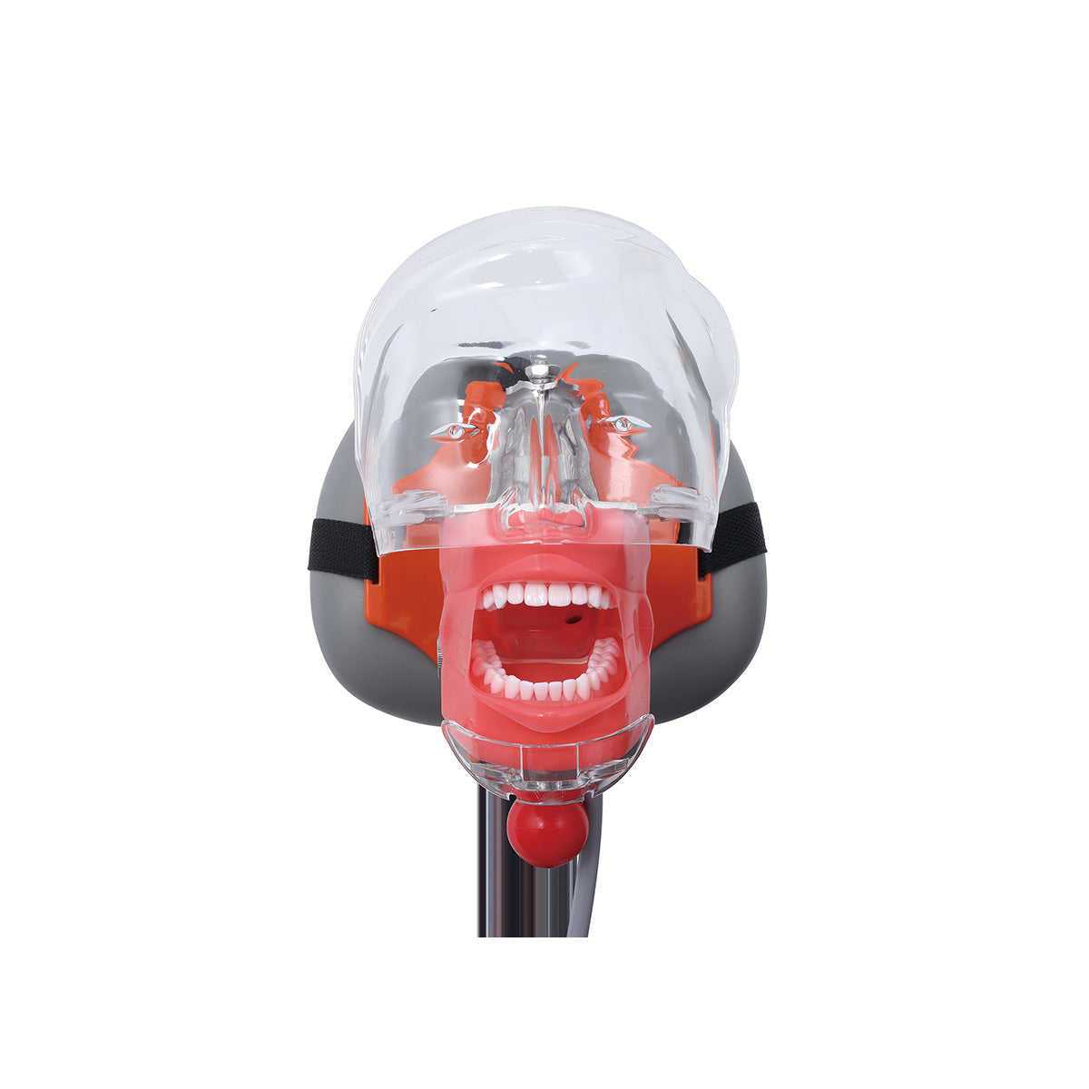 Dental Phantom Head - With Elastic