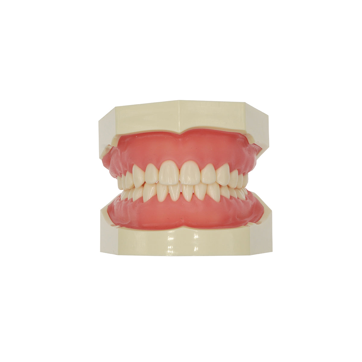 Standard Typodont 28 Teeth